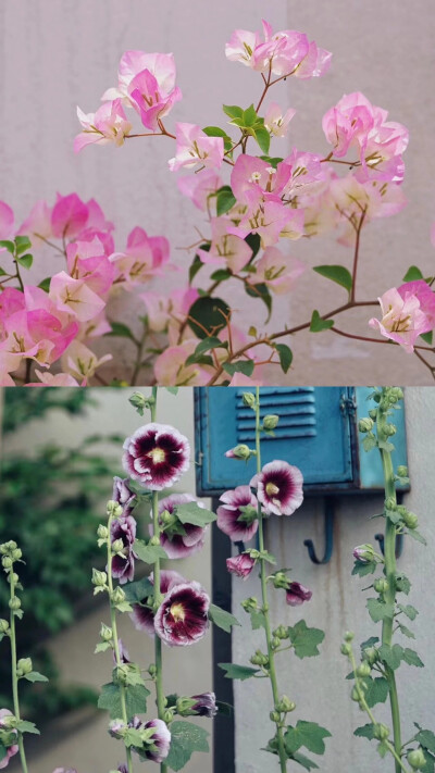 [插花艺术] 花艺 家里总得种点花吧，给生活添点色彩