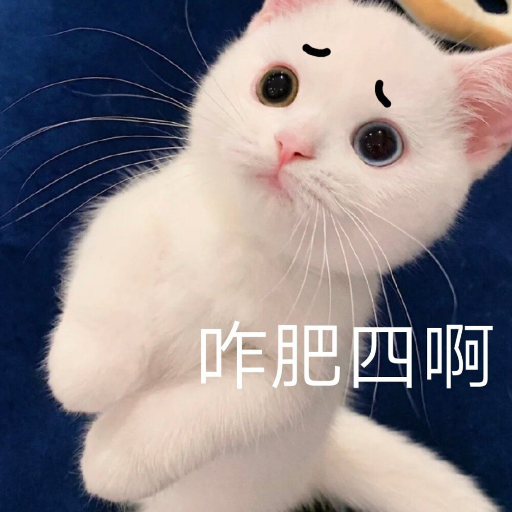 猫咪表情包 被萌化啦\(//∇//)\