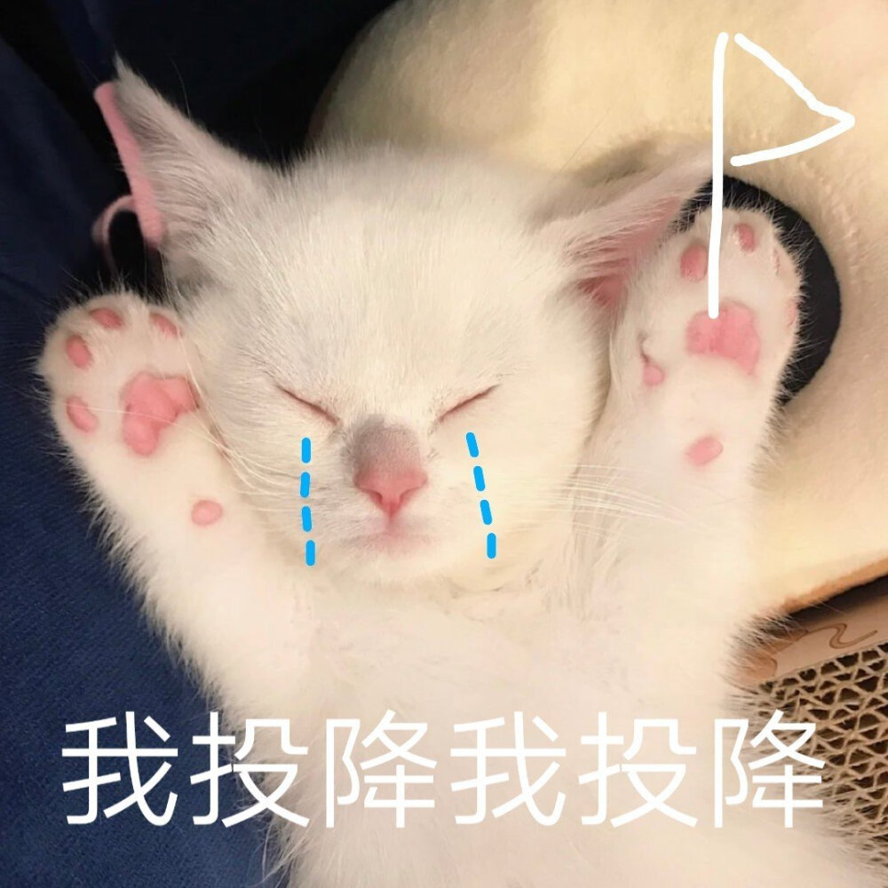 猫咪表情包 被萌化啦\(//?//)\