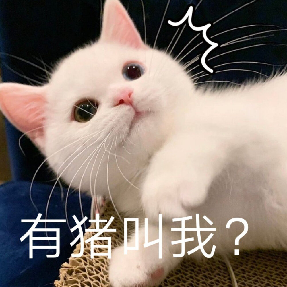 猫咪表情包 被萌化啦\(//∇//)\