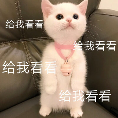 猫咪表情包 被萌化啦\(//∇//)\