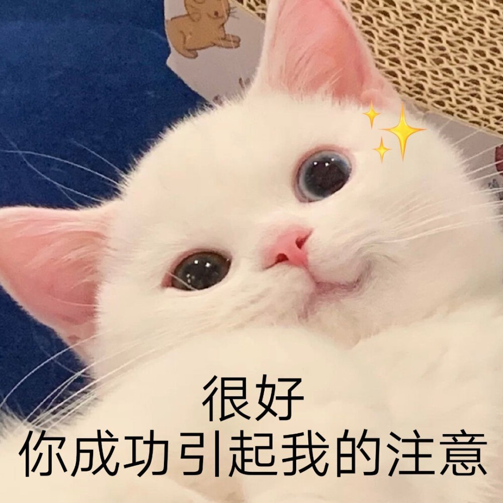 猫咪表情包 被萌化啦\(//∇//)\