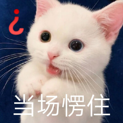 猫咪表情包 被萌化啦\(//∇//)\
