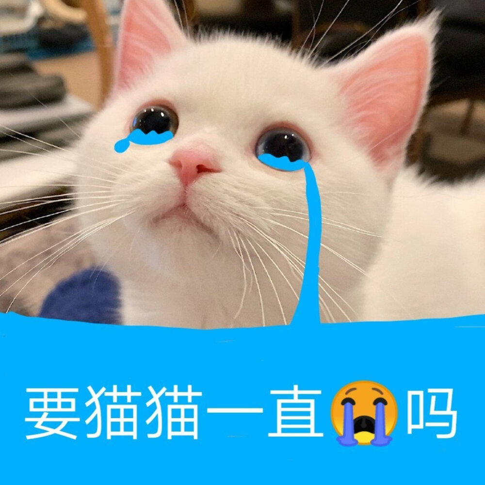 猫咪表情包 被萌化啦\(//∇//)\