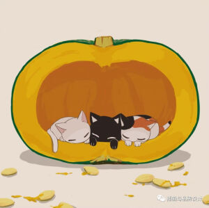 猫猫的冒险