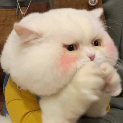 球球 微博@球球是只猫