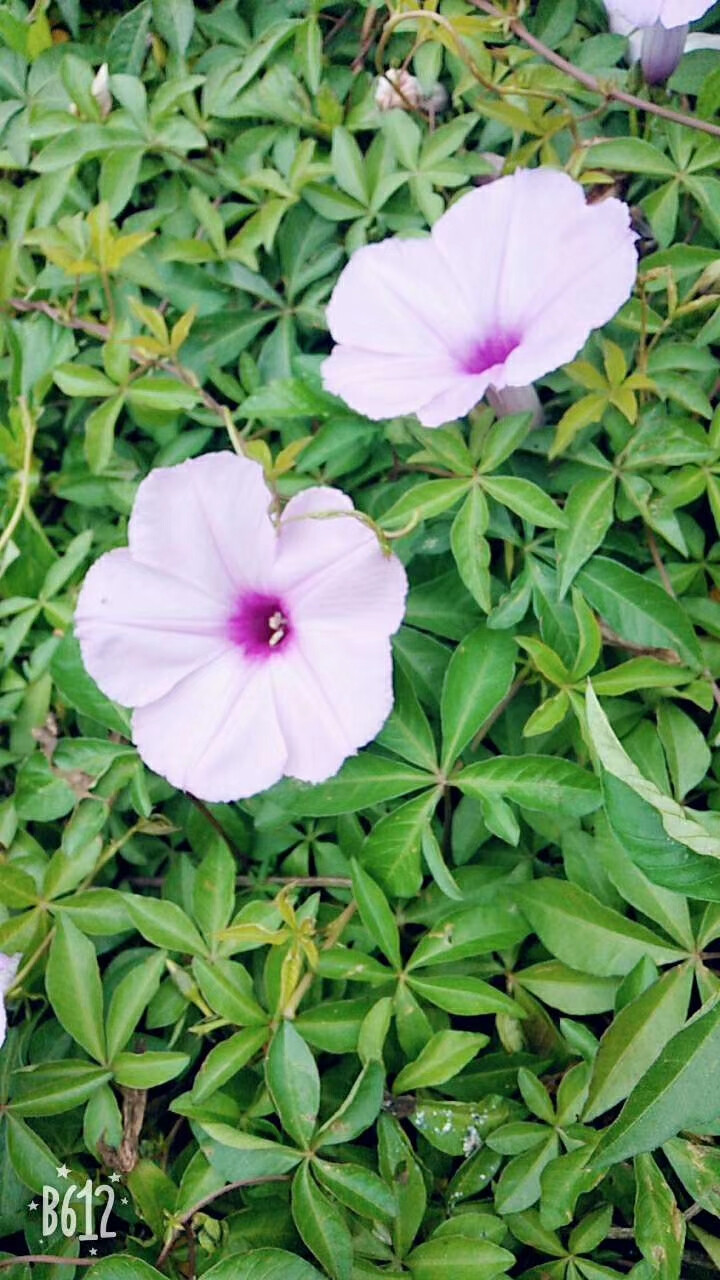 大家知道这是什么话花吗？