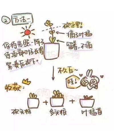 植物 徒长 手绘