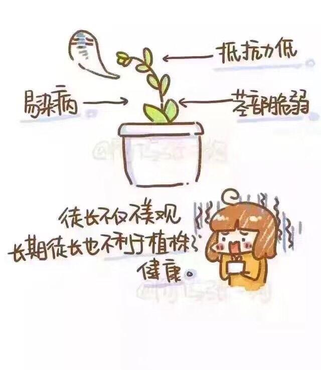 植物 徒长 手绘