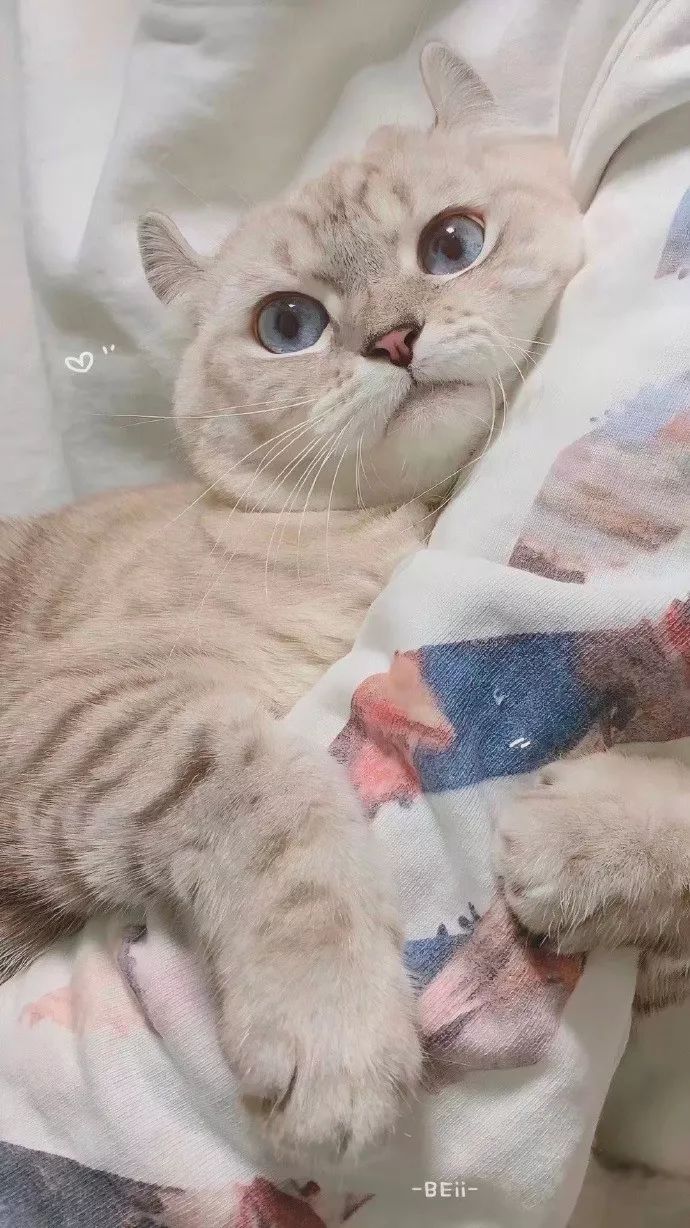 猫猫壁纸