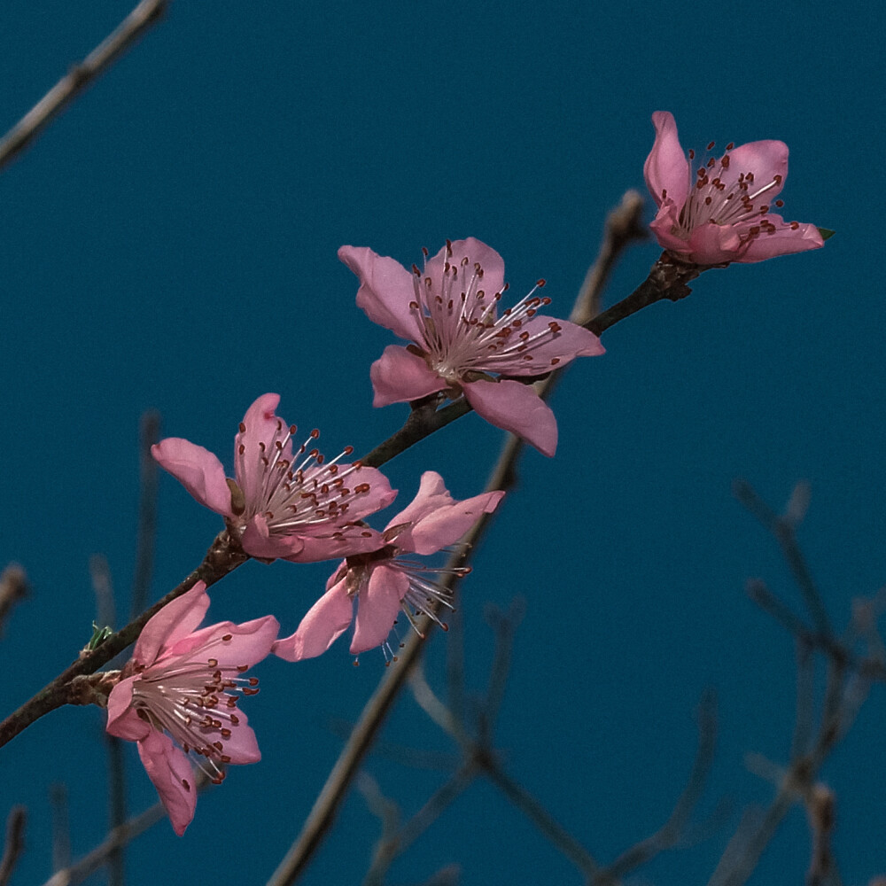 春日收集
摄影@给你芋圆