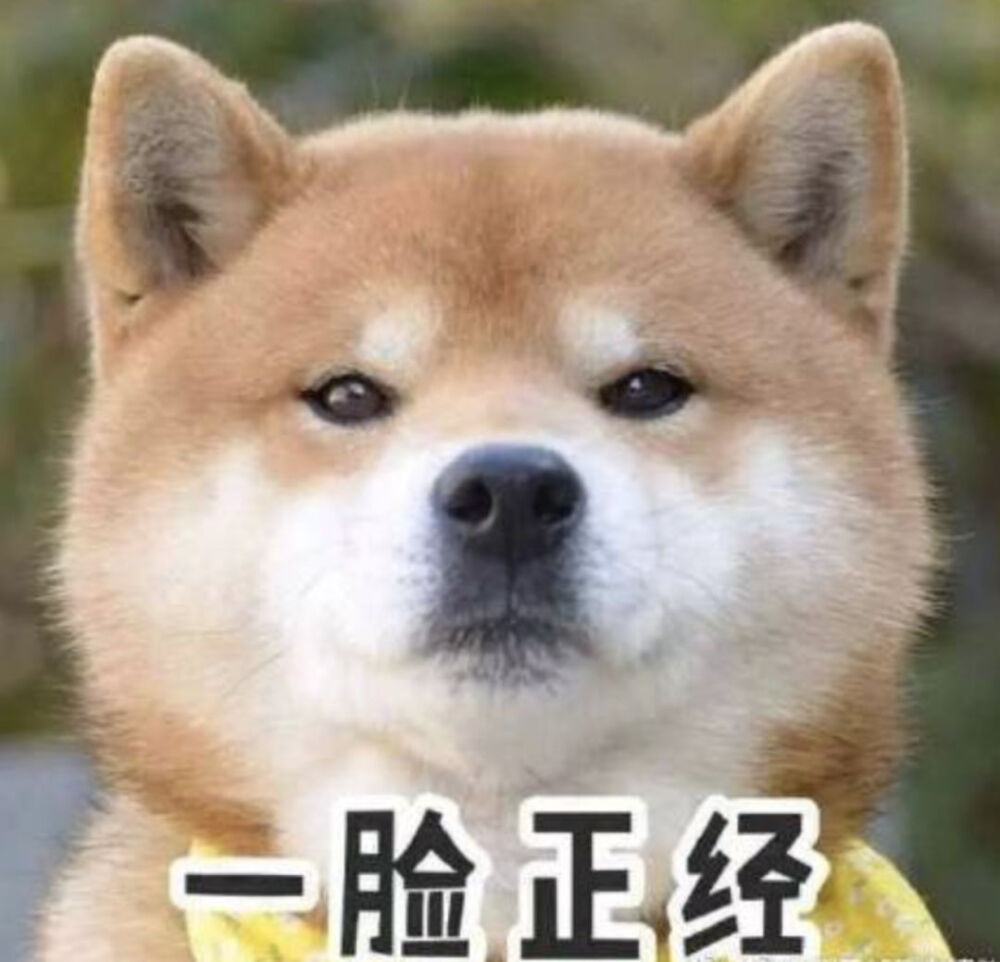 柴犬头像