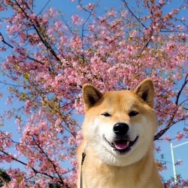 柴犬头像