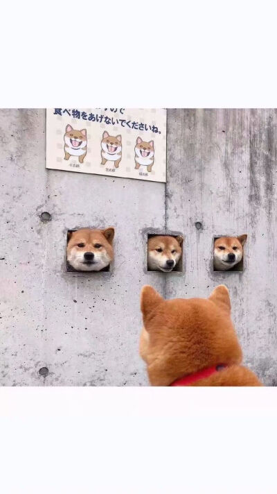 柴犬头像