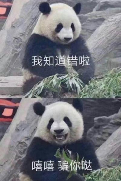 大熊猫表情包 我知道错啦 我骗你哒