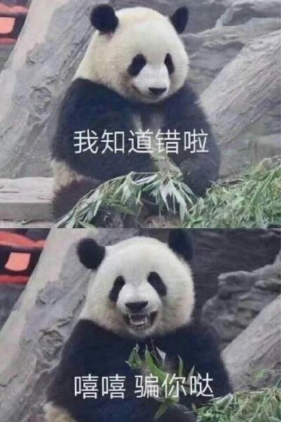 大熊猫表情包 我知道错啦 我骗你哒