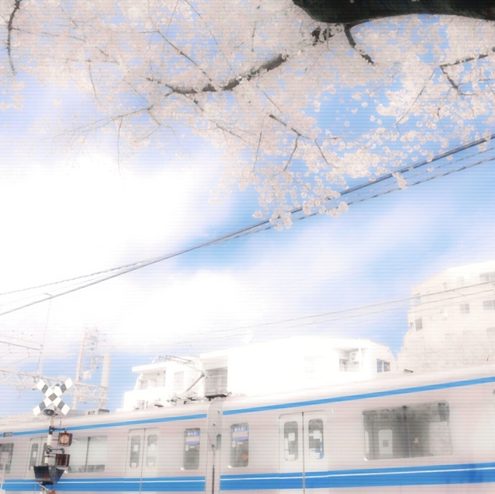 
：とうきょう東京のさくら桜
