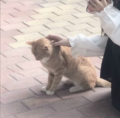 神仙情头
对象不是人系列