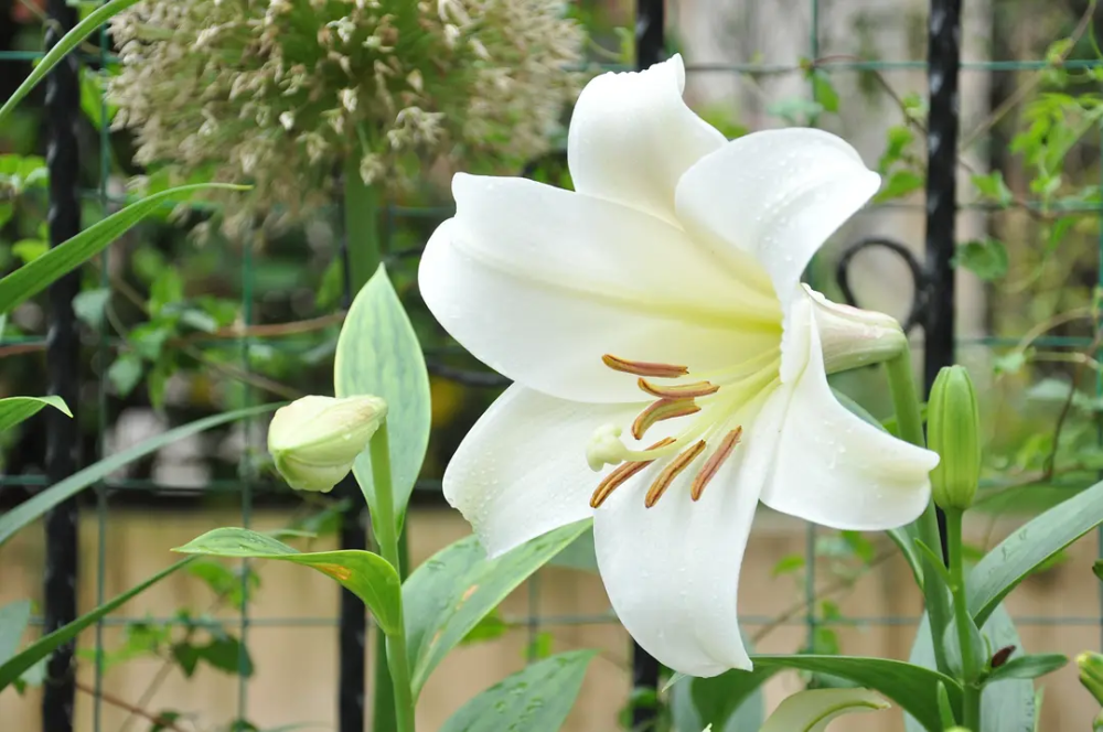 百合 白特里昂菲特 花园