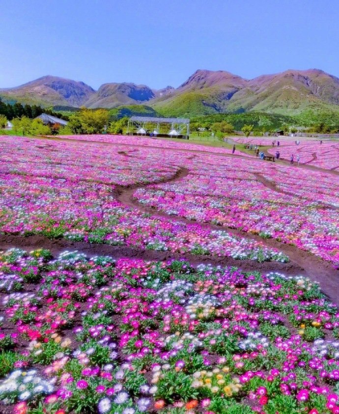 花海