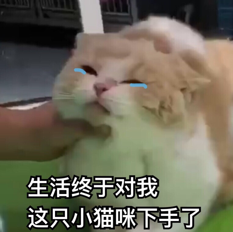 猫咪表情包 可爱