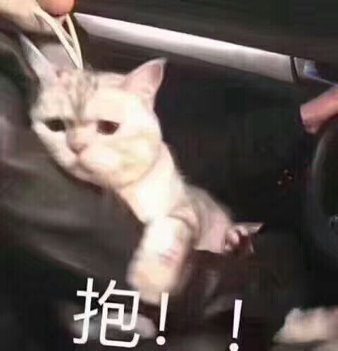 猫咪表情包 可爱