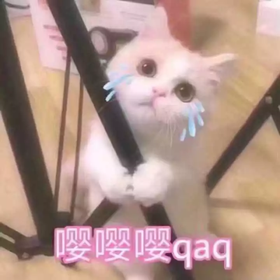 猫咪表情包 可爱