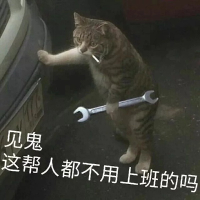 猫咪表情包 可爱