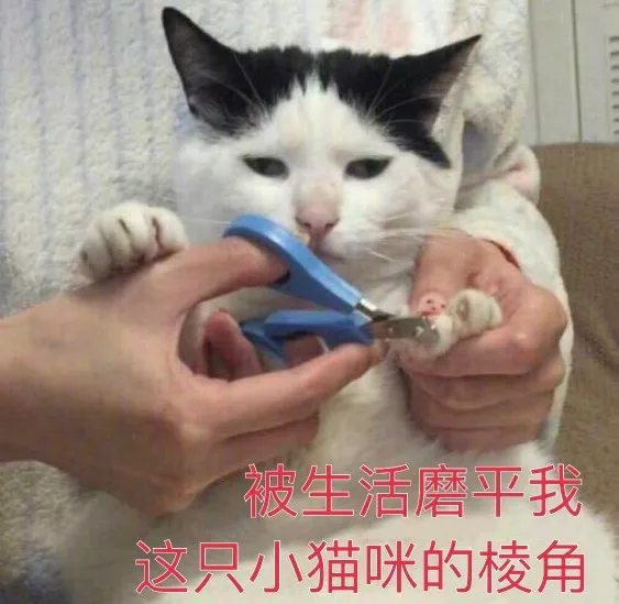 猫咪表情包 可爱