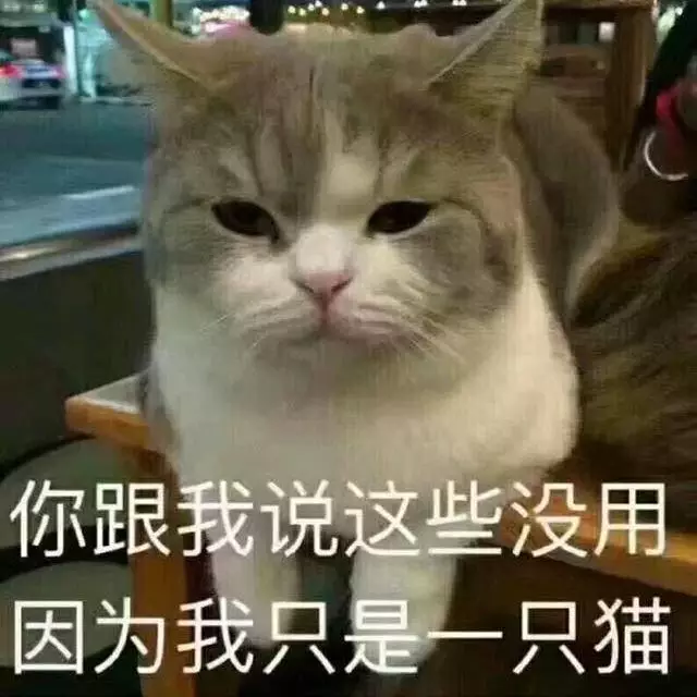 猫咪表情包 可爱