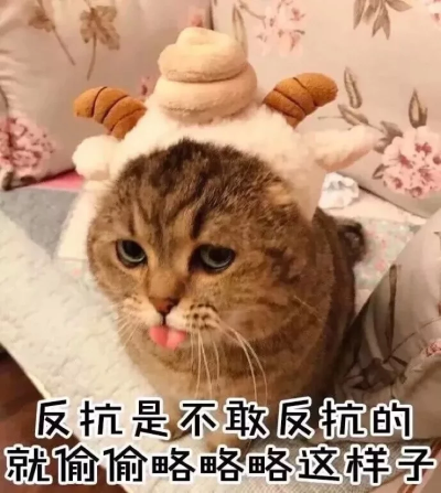 猫咪表情包 可爱