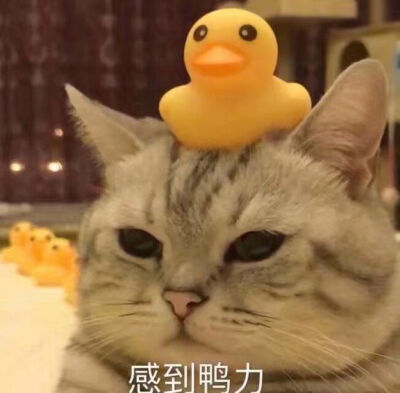 猫咪表情包 可爱