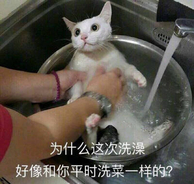 猫咪表情包 可爱