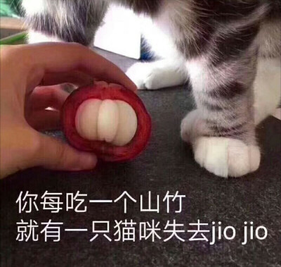 猫咪表情包 可爱