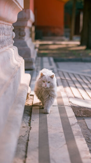 壁纸 故宫猫