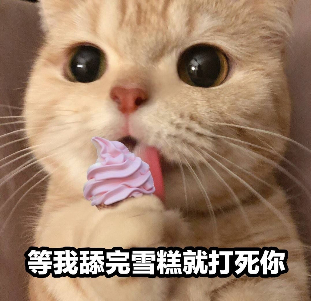 猫咪表情包 可爱