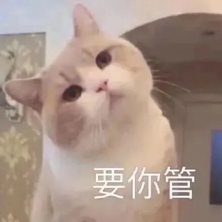 猫咪表情包 可爱