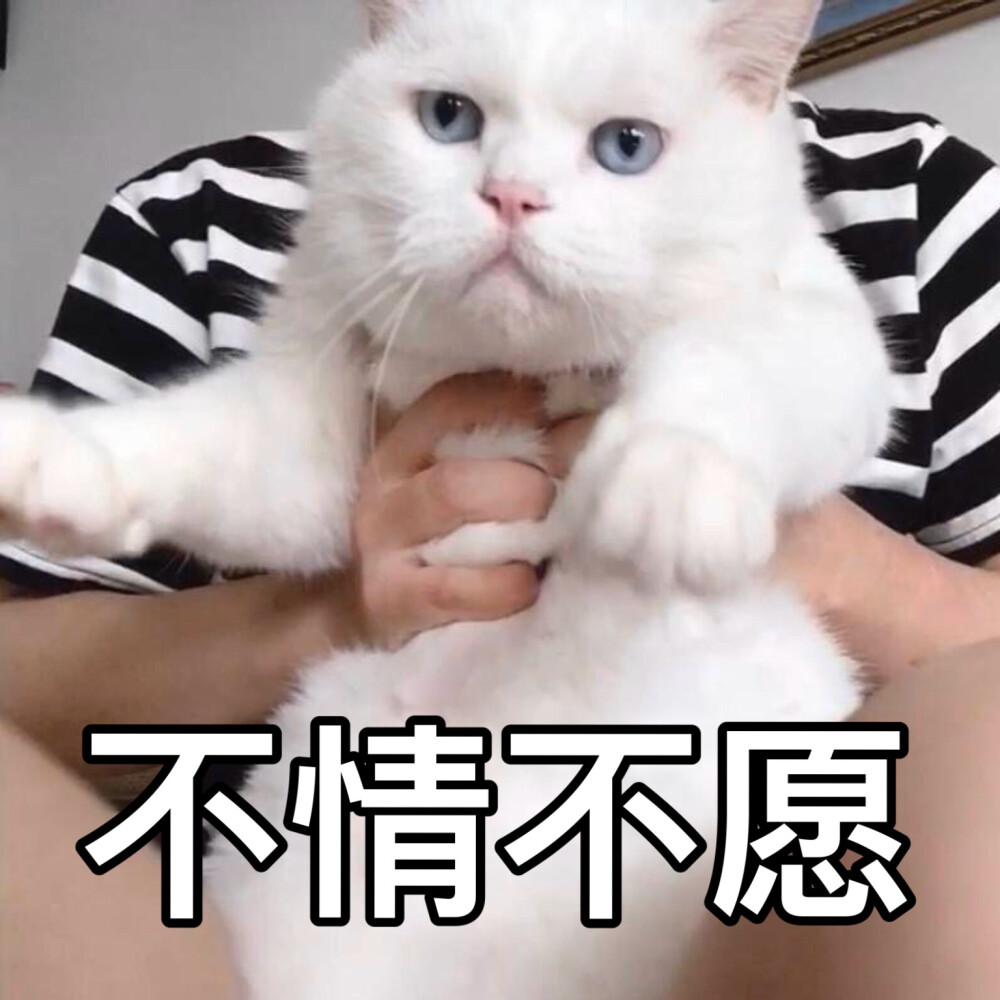 猫咪表情包 可爱