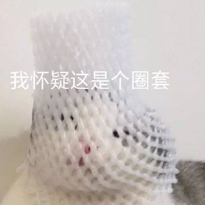 猫咪表情包 可爱