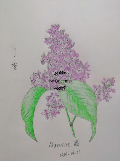 丁香花