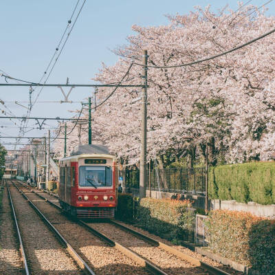 景/樱花与火车