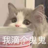 猫咪表情包 可爱