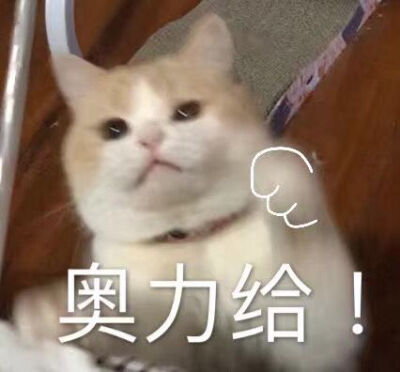 猫咪表情包 可爱