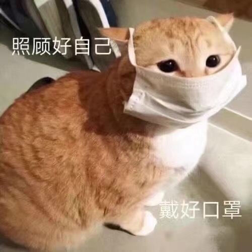 猫咪表情包 可爱