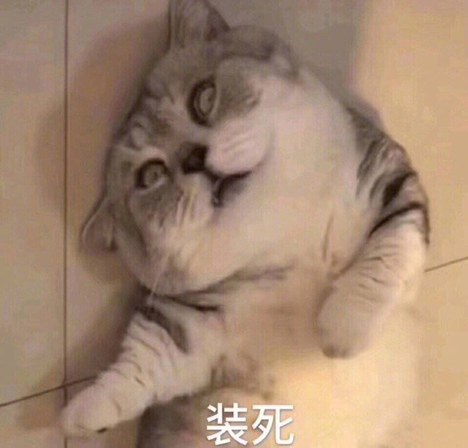 猫咪表情包 可爱