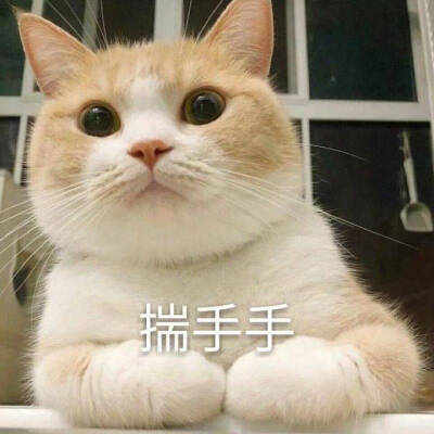 猫咪表情包 可爱