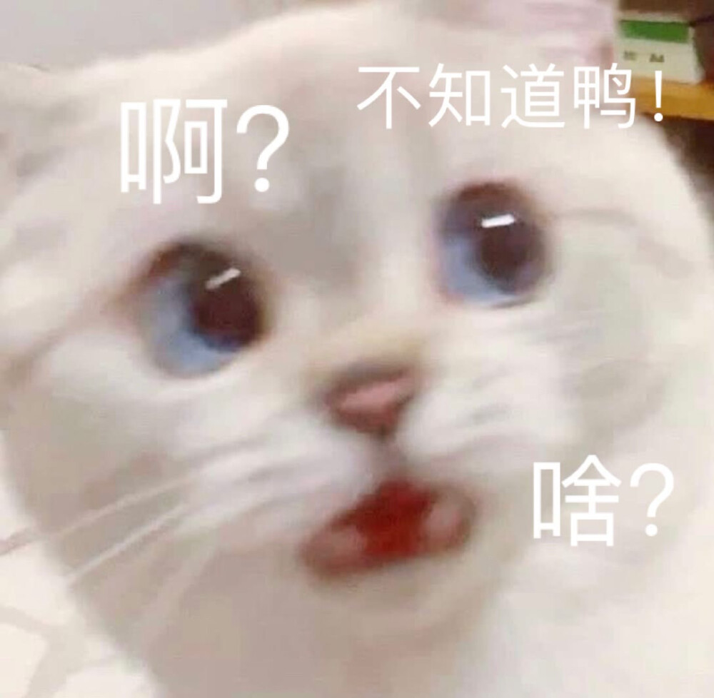 猫狗表情包