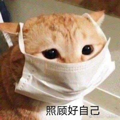 可爱的猫