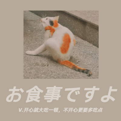 猫咪记