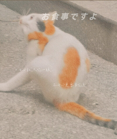 猫咪记